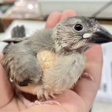 ✨最新画像あります✨️元気いっぱい❗️桜文鳥 2023年9月生まれ