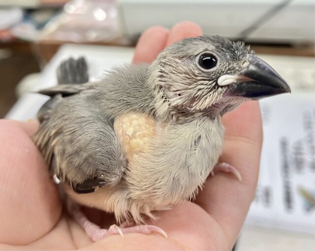 ✨最新画像あります✨️元気いっぱい❗️桜文鳥 2023年9月生まれ