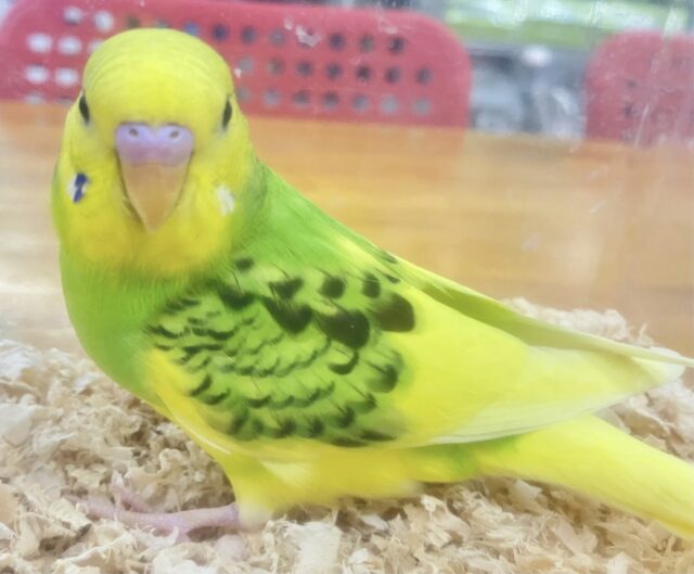 セキセイインコ