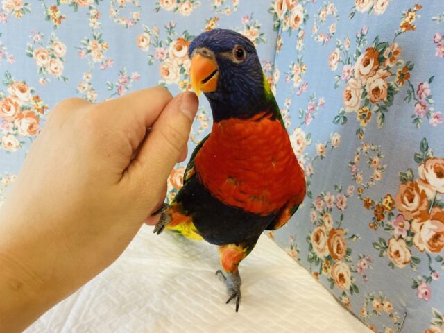 ゴシキセイガイインコ