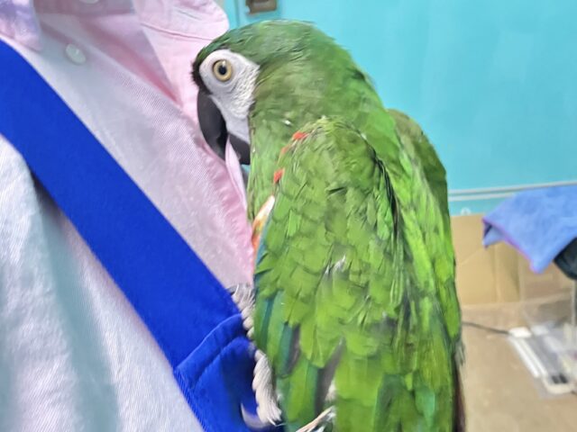 かまってちゃん♥️ ヒメコンゴウインコ 2021年8月生まれ ヒメコンゴウインコ