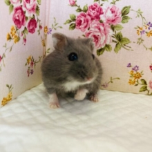 エレガントで上品な色合い🫧ロシアンブルーハムスターちゃん女のコ❤︎♀