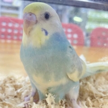 ❣️最新画像❣️走り回るよ〜！！ セキセイインコ(パステルレインボーパイド) 2023年9月生まれ