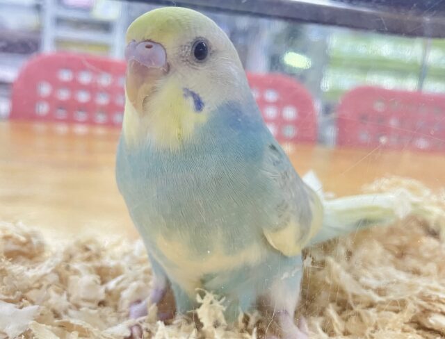 ❣️最新画像❣️走り回るよ〜！！ セキセイインコ(パステルレインボーパイド) 2023年9月生まれ