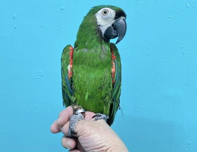 かまってちゃん♥️ ヒメコンゴウインコ 2021年8月生まれ ヒメコンゴウインコ