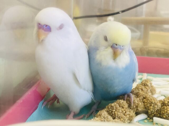 セキセイインコ