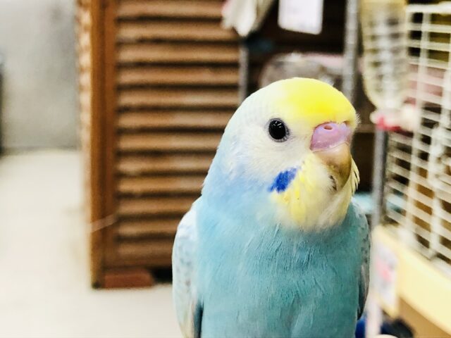 セキセイインコ