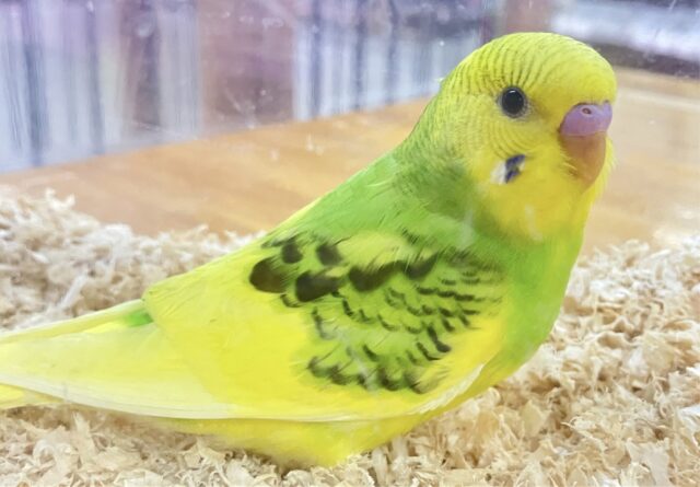 ❣️最新画像あります❣️これからのお楽しみ❣️セキセイインコ(パイド) 2023年8月生まれ