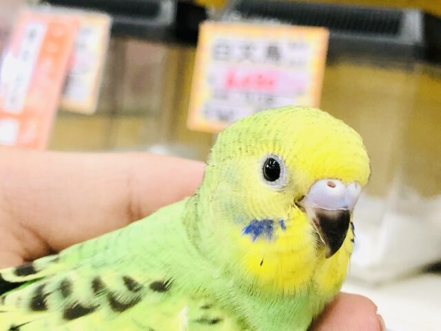 セキセイインコ