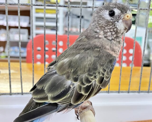 アキクサインコ（秋草インコ）