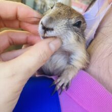 最新画像🌟ベタ慣れ❤︎愛に溢れるくっつき虫さん❤︎ プレーリードッグ女のコ♀