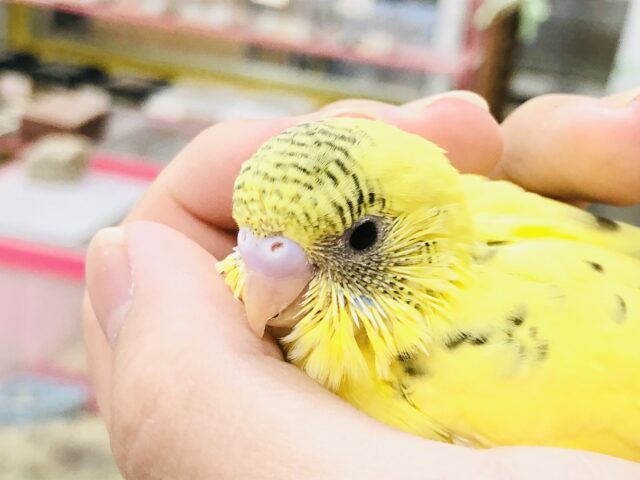 セキセイインコ