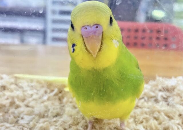 セキセイインコ