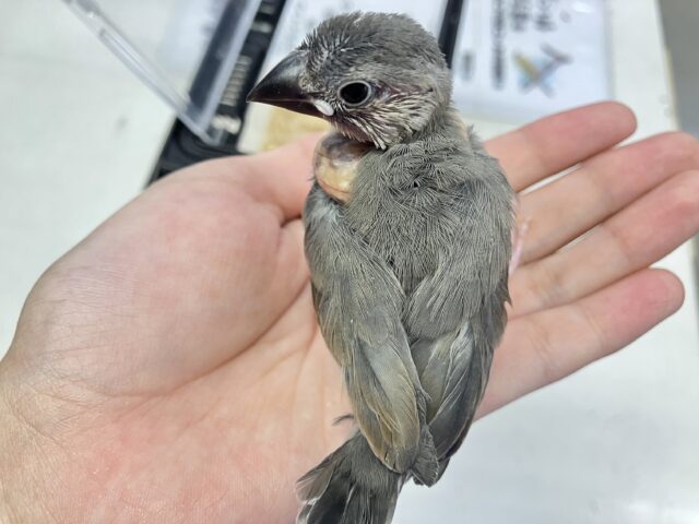✨最新画像あります✨️元気いっぱい❗️桜文鳥 2023年9月生まれ 桜文鳥