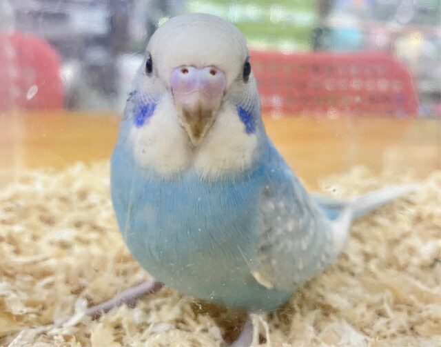 ❣️最新画像あり❣️白と水色のドレスにきゅん💙 セキセイインコ(ブルースパングル)2023年9月生まれ