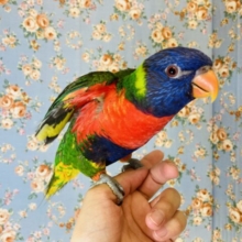 流れ星のような華やかさ🌠✨ノリノリだよ♫ゴシキセイガイインコさん男のコ❤︎♂