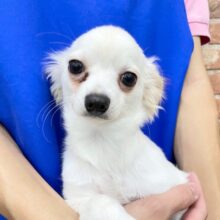 最新画像！真顔さん😏  チワワ×カニンヘンダックス（クリーム）男の子☆ 2023年6月10日生まれ！