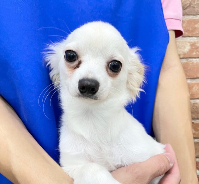 最新画像！真顔さん😏 チワワ×カニンヘンダックス（クリーム）男の子☆ 2023年6月10日生まれ！