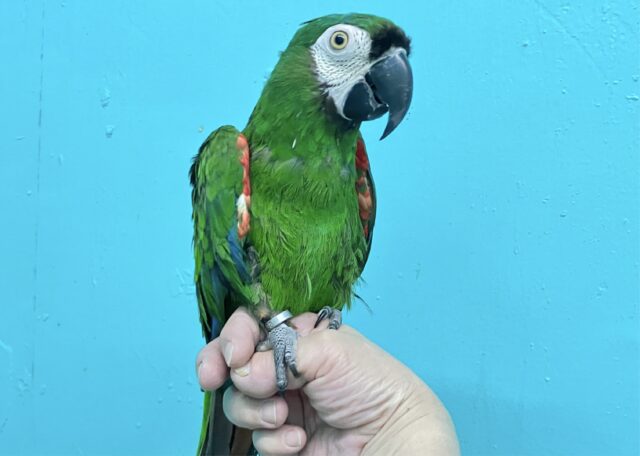 ヒメコンゴウインコ