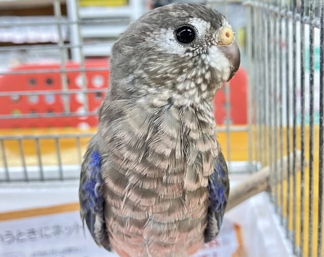 アキクサインコ（秋草インコ）