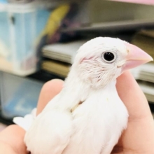 やっぱり白が一番人気？？？　白文鳥
