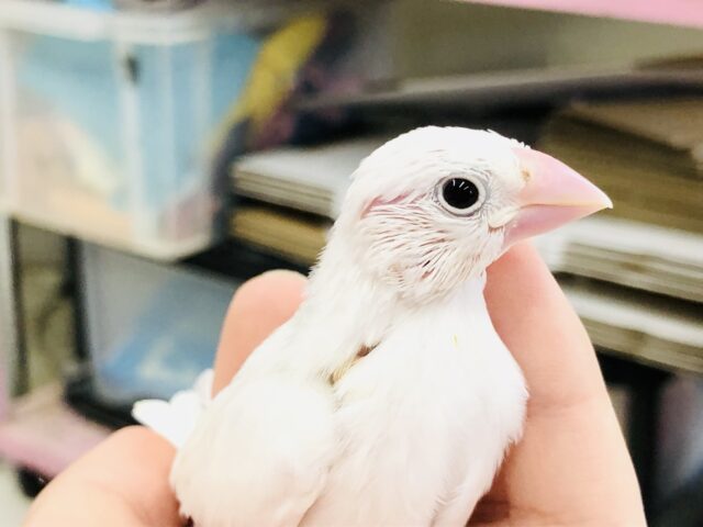 やっぱり白が一番人気？？？　白文鳥