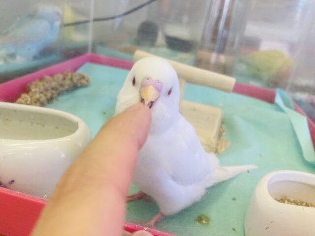 セキセイインコ