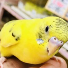 輝く黄色にアクセントは黒い模様♪　セキセイインコ