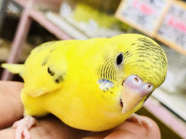 輝く黄色にアクセントは黒い模様♪　セキセイインコ