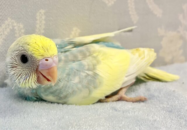 セキセイインコ