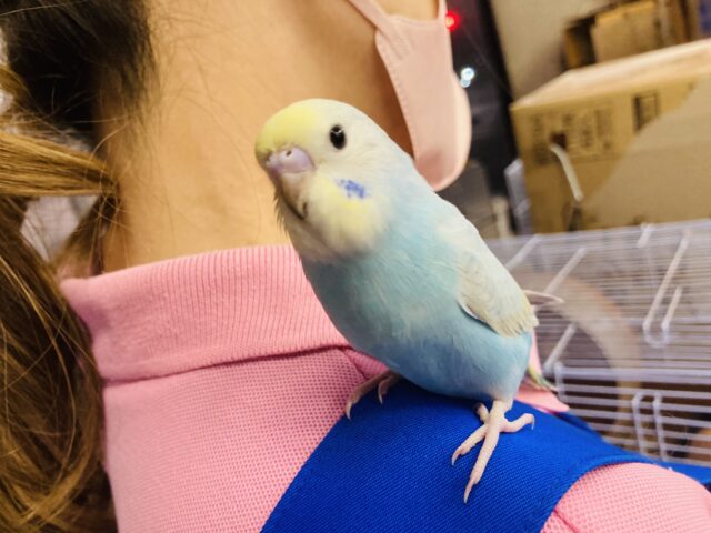 セキセイインコ