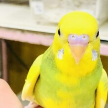 食欲旺盛！！　いっぱい食べたいんです～～　セキセイインコ
