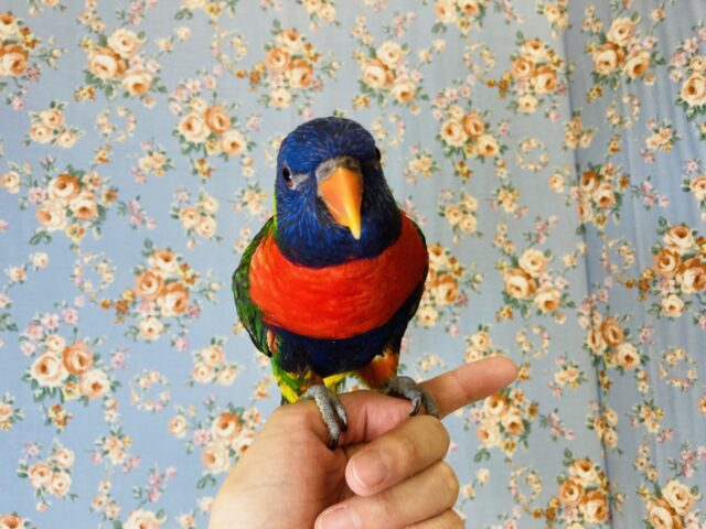 ゴシキセイガイインコ