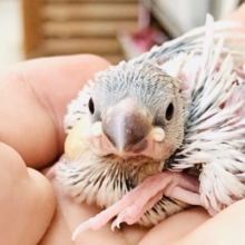 渋いカラー再び！！　シルバー文鳥