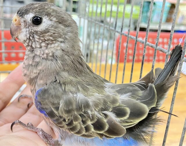 アキクサインコ（秋草インコ）