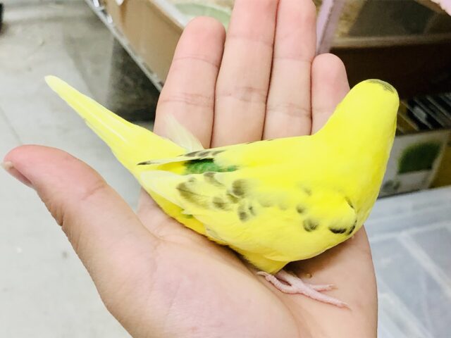 セキセイインコ