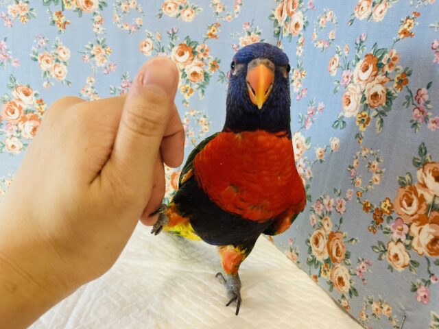 ゴシキセイガイインコ