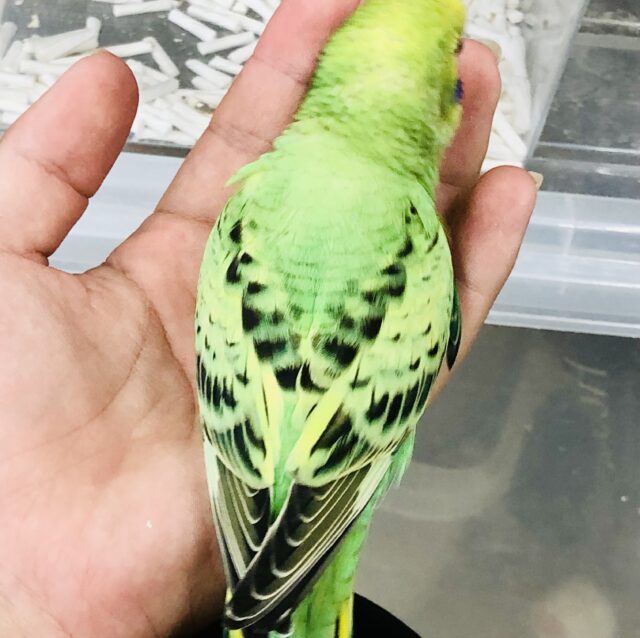 セキセイインコ