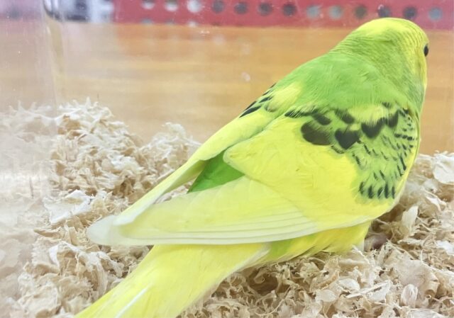 セキセイインコ