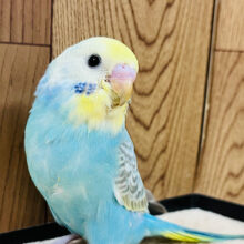 【最新画像更新🪄】食欲なら誰にも負けないぞ！！！セキセイインコ(レインボー) ヒナ