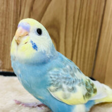 【最新画像更新🪄】将来はどんなカラーになるのかなっ♫セキセイインコ(パステルレインボーパイド) ヒナ