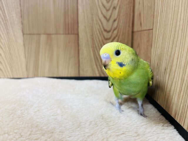 セキセイインコ