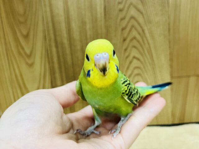 セキセイインコ