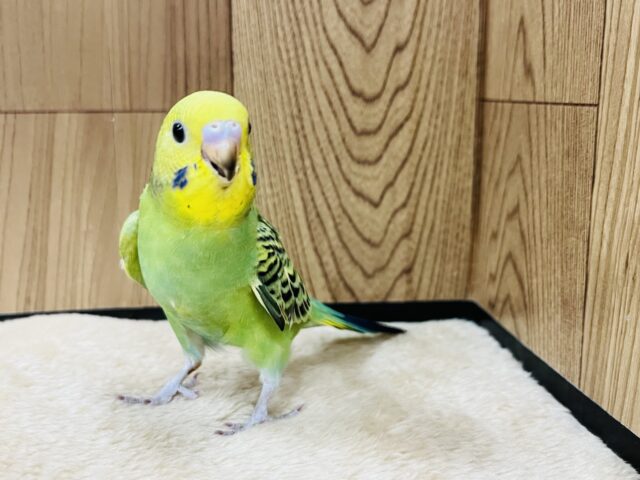 セキセイインコ