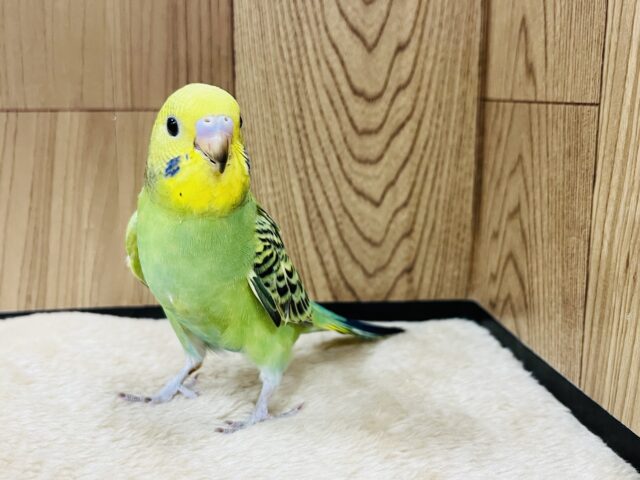 セキセイインコ