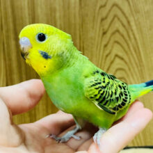 【最新画像更新🪄】マイペースにいこう☁セキセイインコ(オパーリン) ヒナ
