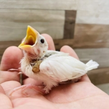 最新画像あります☆ヒナのときでもわかる美白さん☆白文鳥！！