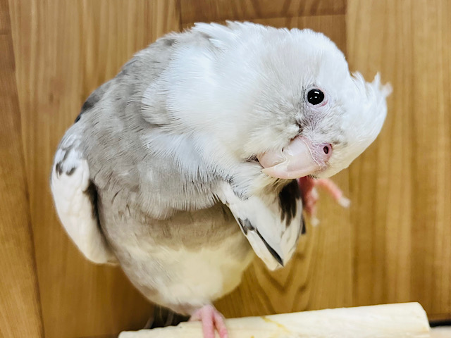 【最新画像・動画更新🪄】食いしん坊なちびっこ恐竜🦖オカメインコ(WFパイド) ヒナ