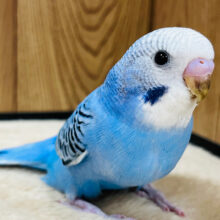 【最新画像更新🪄】青のグラデーションカラーがキレイすぎます♡セキセイインコ(オパーリン) ヒナ