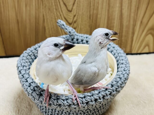 シルバー文鳥